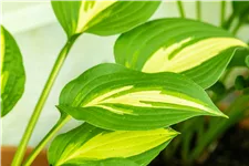 Hosta undulata 'Mediovariegata'