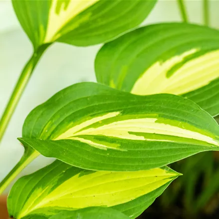 Hosta undulata 'Mediovariegata'