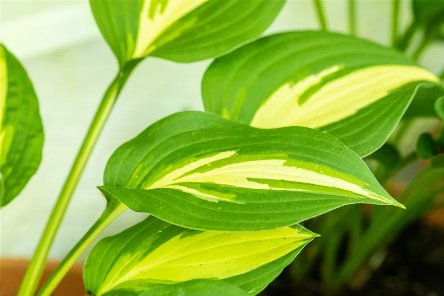 Hosta undulata 'Mediovariegata'