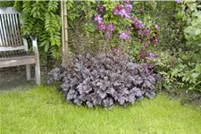 Heuchera micrantha 'Palace Purple'