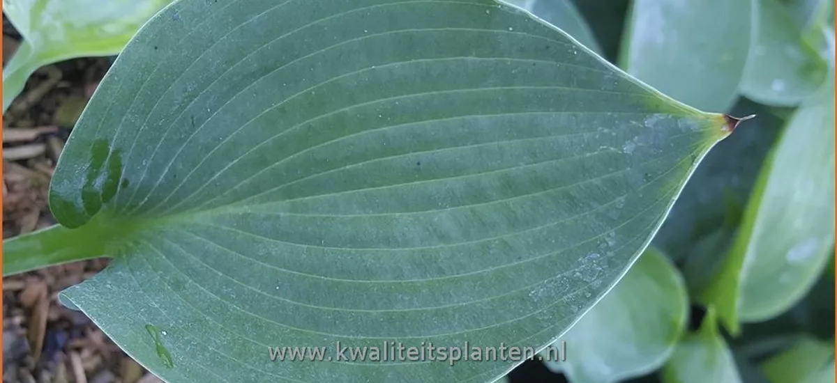 Hosta tokudama 'Abiqua Drinking Gourd'