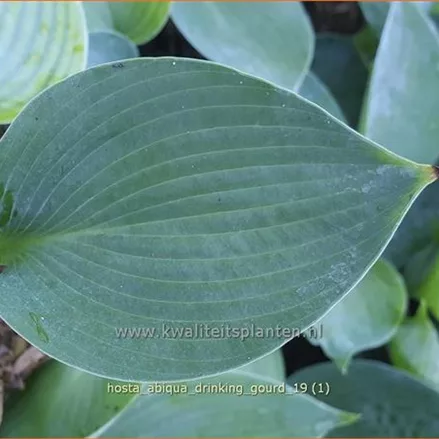 Hosta tokudama 'Abiqua Drinking Gourd'