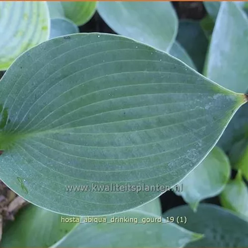 Hosta tokudama 'Abiqua Drinking Gourd'