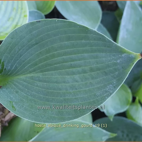 Hosta tokudama 'Abiqua Drinking Gourd'