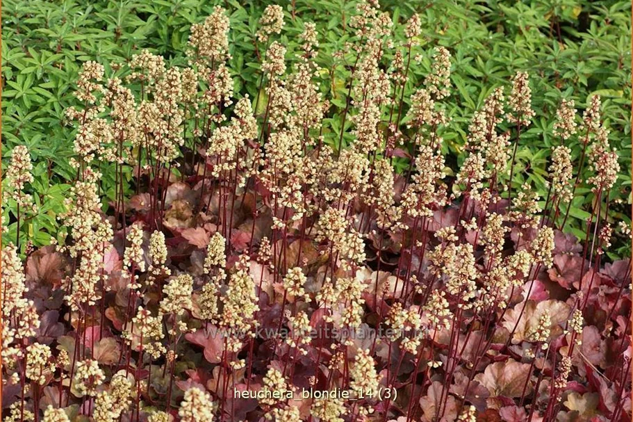 Heuchera Little Cuties 'Blondie'