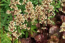 Heuchera Little Cuties 'Blondie'