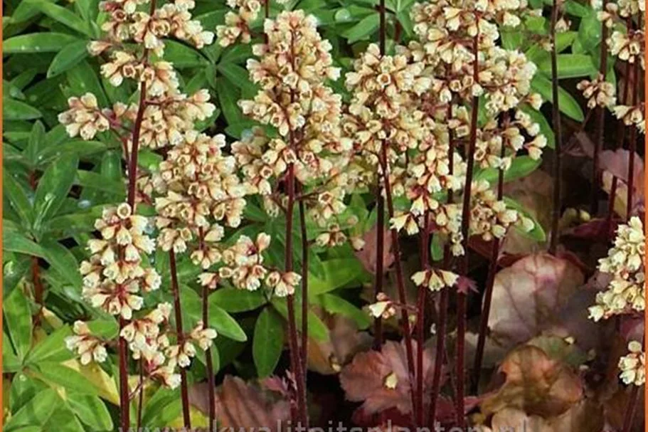 Heuchera Little Cuties 'Blondie'