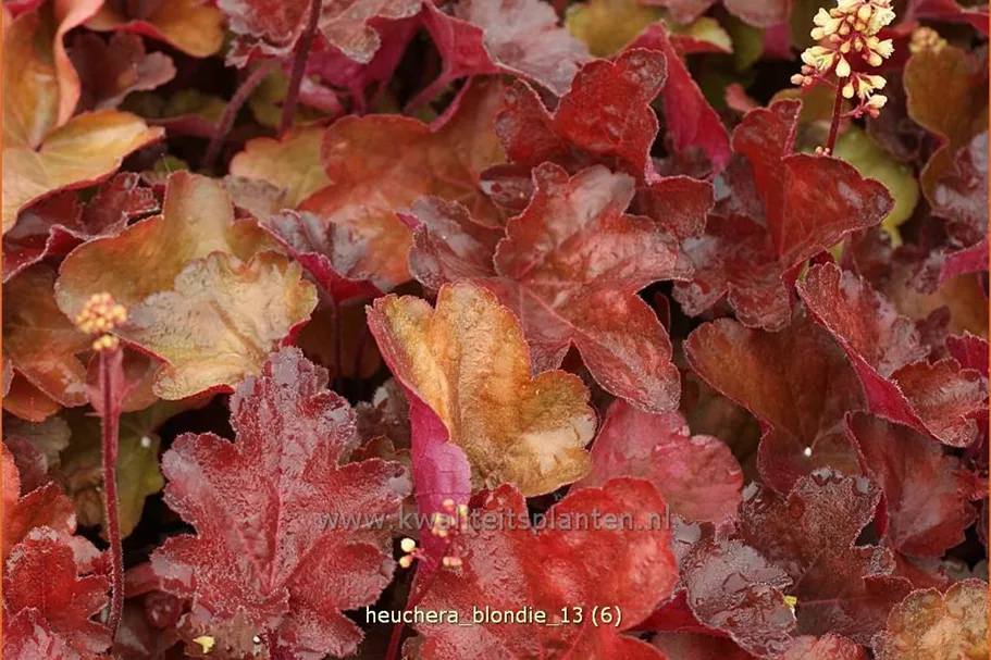 Heuchera Little Cuties 'Blondie'