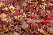 Heuchera Little Cuties 'Blondie'