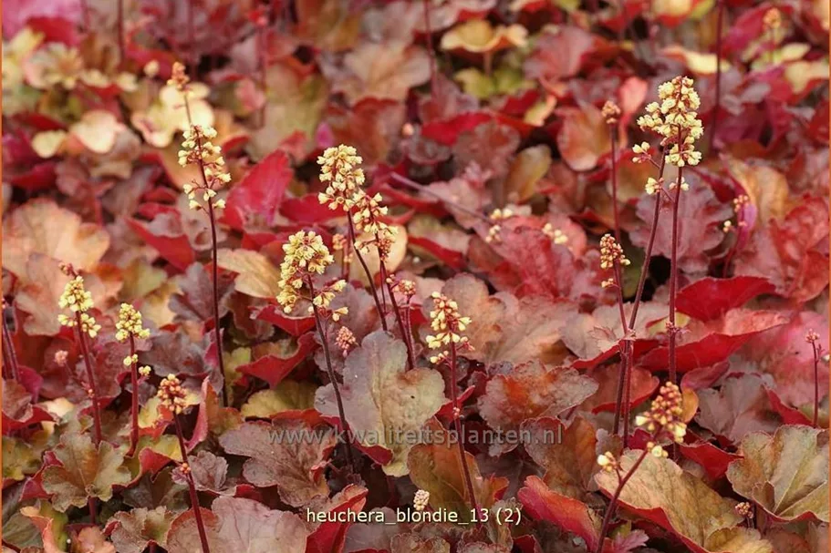 Heuchera Little Cuties 'Blondie'