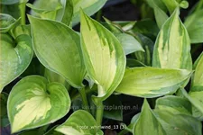 Hosta 'Whirlwind'