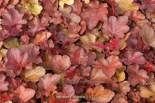Heuchera Little Cuties 'Blondie'