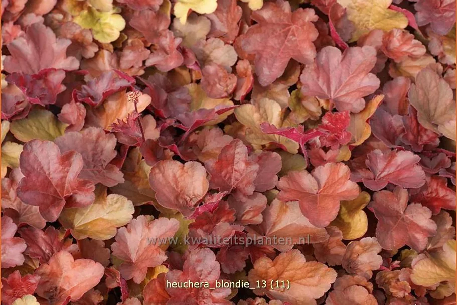 Heuchera Little Cuties 'Blondie'