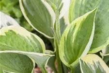 Hosta 'Whirlwind'