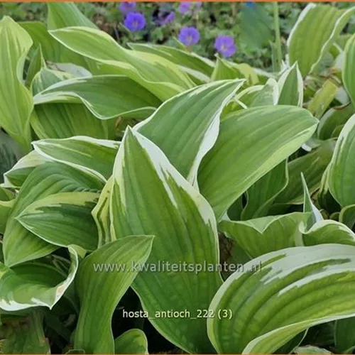 Hosta 'Antioch'