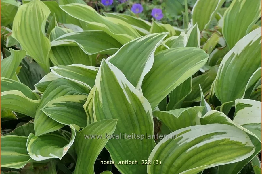 Hosta 'Antioch'