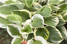 Hosta 'Whirlwind'