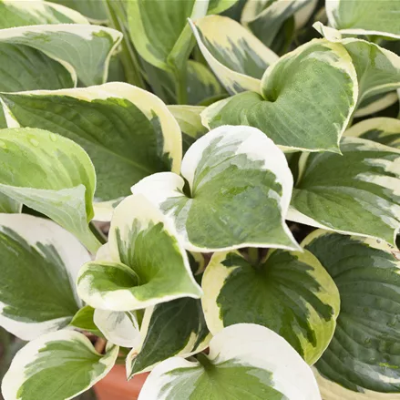 Hosta 'Whirlwind'