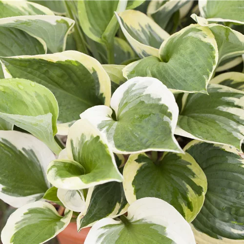 Hosta 'Whirlwind'