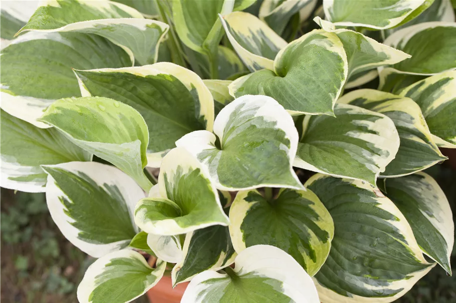 Hosta 'Whirlwind'