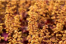Heuchera Little Cuties 'Blondie'