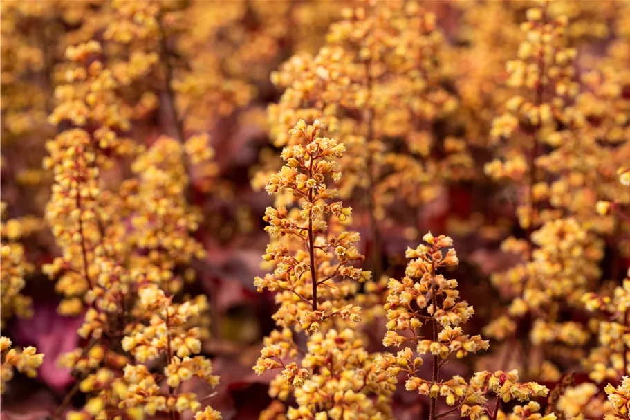 Heuchera Little Cuties 'Blondie'