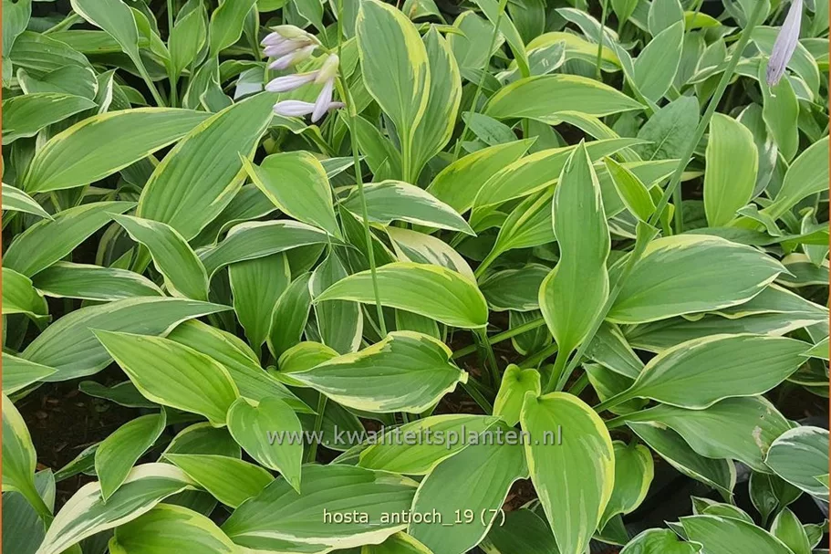 Hosta 'Antioch'