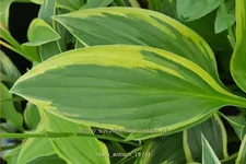 Hosta 'Antioch'