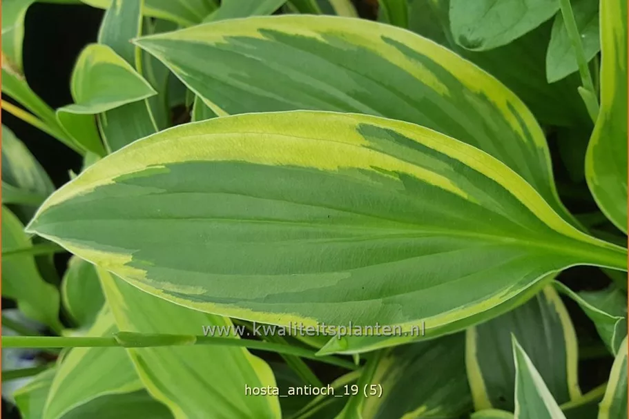 Hosta 'Antioch'