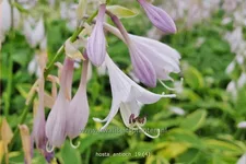 Hosta 'Antioch'