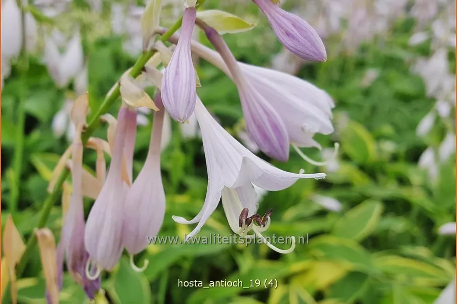 Hosta 'Antioch'