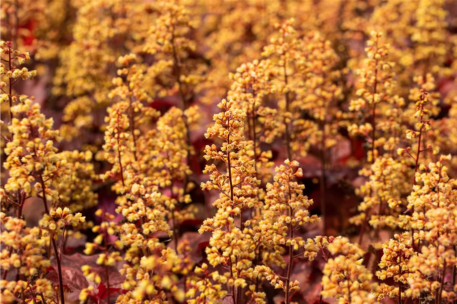 Heuchera Little Cuties 'Blondie'