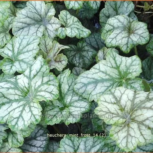 Heuchera micrantha 'Mint Frost'®