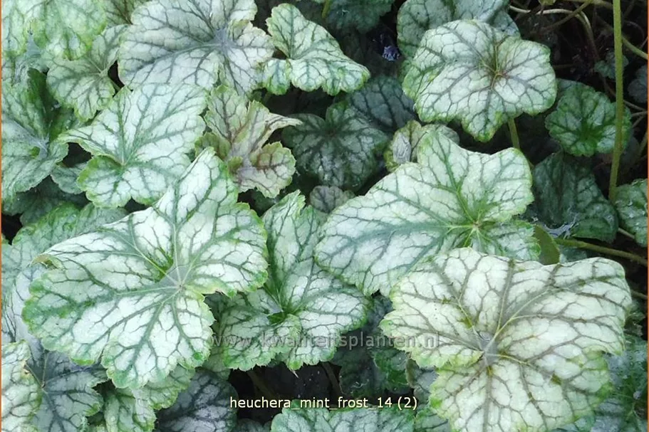 Heuchera micrantha 'Mint Frost'®