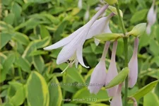 Hosta 'Antioch'