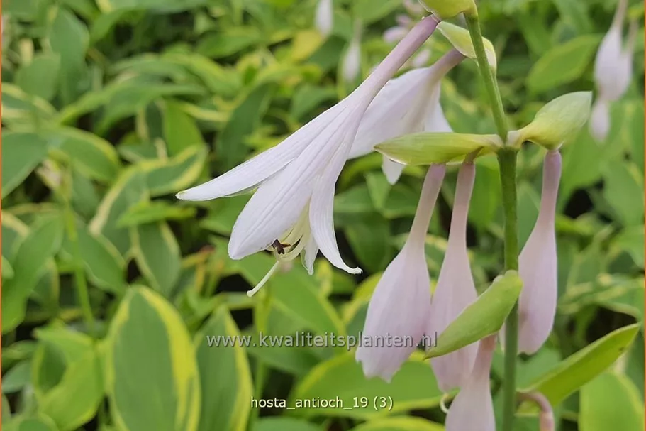 Hosta 'Antioch'