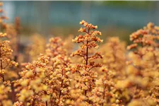 Heuchera Little Cuties 'Blondie'