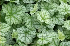 Heuchera micrantha 'Mint Frost'®