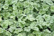 Heuchera micrantha 'Mint Frost'®