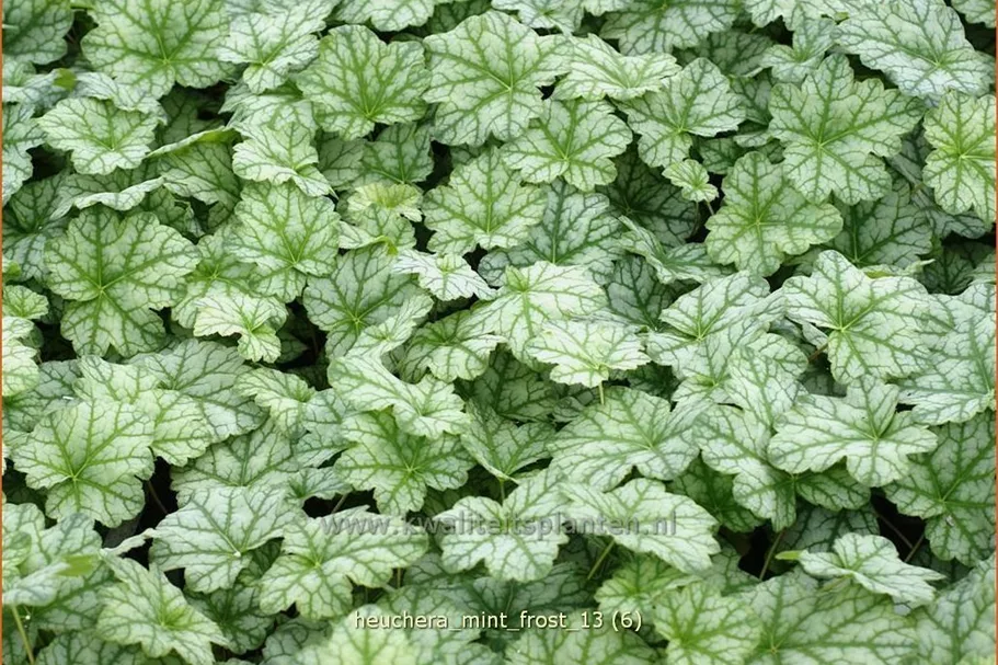 Heuchera micrantha 'Mint Frost'®
