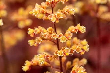 Heuchera Little Cuties 'Blondie'