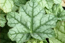 Heuchera micrantha 'Mint Frost'®