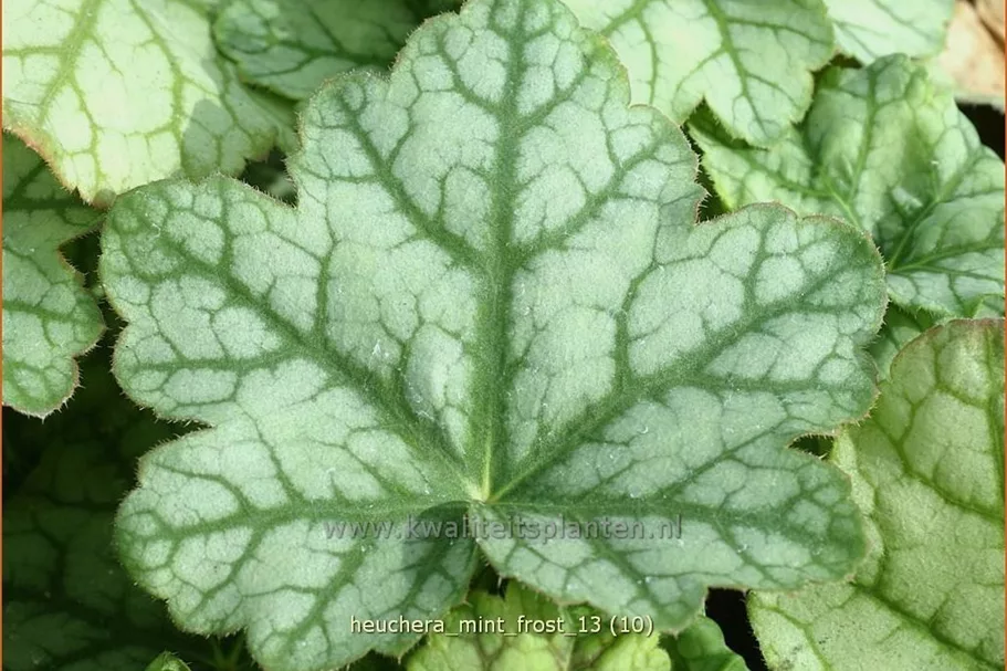 Heuchera micrantha 'Mint Frost'®