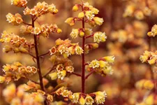 Heuchera Little Cuties 'Blondie'