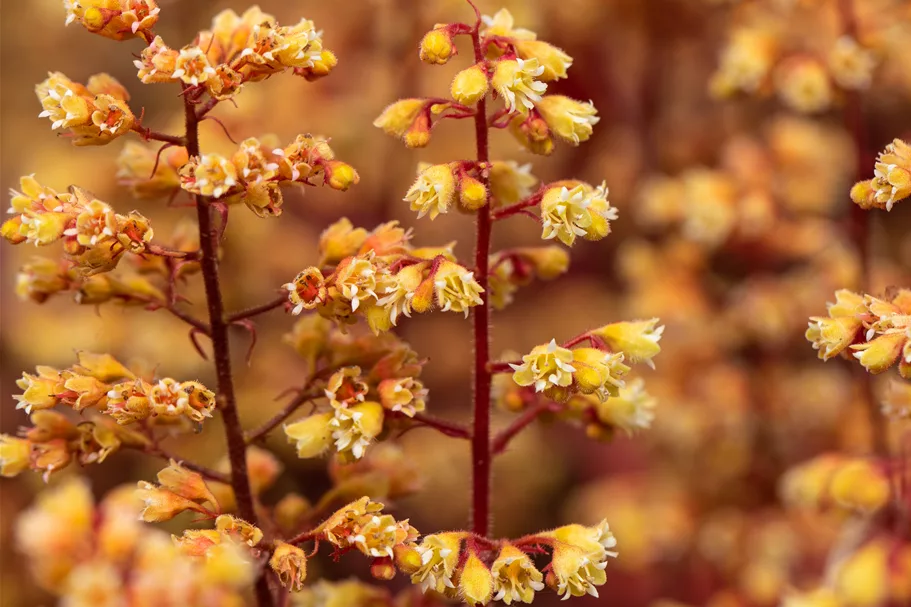 Heuchera Little Cuties 'Blondie'
