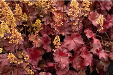 Heuchera Little Cuties 'Blondie'