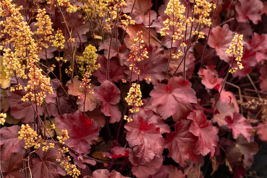 Heuchera Little Cuties 'Blondie'