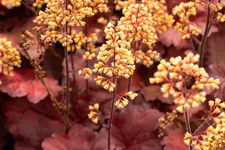 Heuchera Little Cuties 'Blondie'