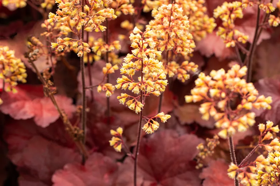 Heuchera Little Cuties 'Blondie'
