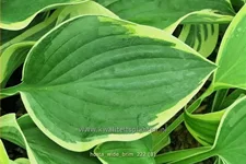 Hosta 'Wide Brim'